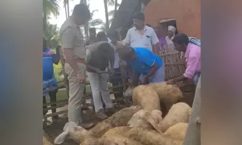 ತಿಪಟೂರು | ಚಿರತೆ ದಾಳಿಗೆ 8 ಕುರಿಗಳ ಬಲಿ