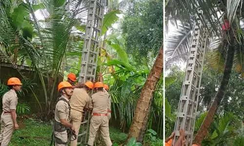 ಕಾಸರಗೋಡು| ತೆಂಗಿನ ಮರಕ್ಕೆ ಹತ್ತಿ, ಯಂತ್ರ ದೋಷದಿಂದ ಮರದಲ್ಲಿ ಸಿಲುಕಿದ ವ್ಯಕ್ತಿ