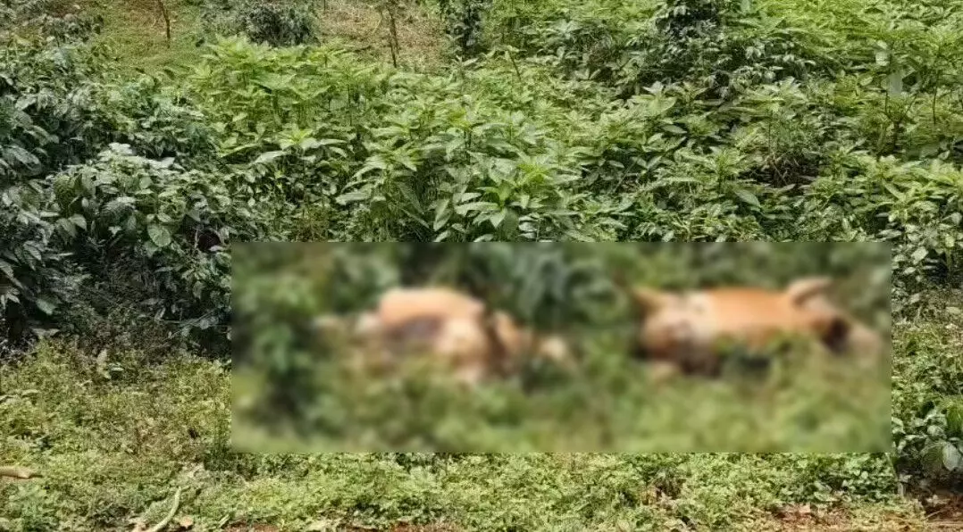 ಚಿಕ್ಕಮಗಳೂರು | ತುಂಡಾಗಿ ಬಿದ್ದಿದ್ದ ವಿದ್ಯುತ್ ತಂತಿ ಸ್ಪರ್ಶ: 3 ಹಸುಗಳು ಸಾವು