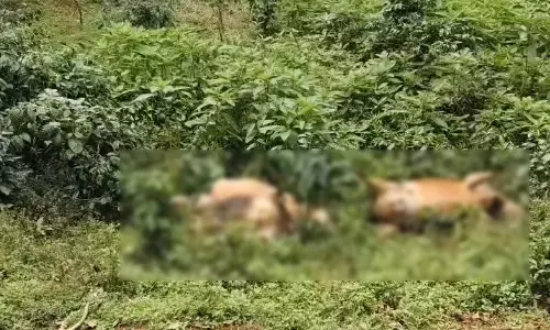 ಚಿಕ್ಕಮಗಳೂರು | ತುಂಡಾಗಿ ಬಿದ್ದಿದ್ದ ವಿದ್ಯುತ್ ತಂತಿ ಸ್ಪರ್ಶ: 3 ಹಸುಗಳು ಸಾವು