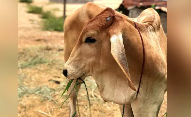 ಜಾನುವಾರು ಸಾಕಣೆ ಅಪರಾಧವೆ? ಜಾನುವಾರು ಸಾಕಣೆ ಅಪರಾಧವೆ?