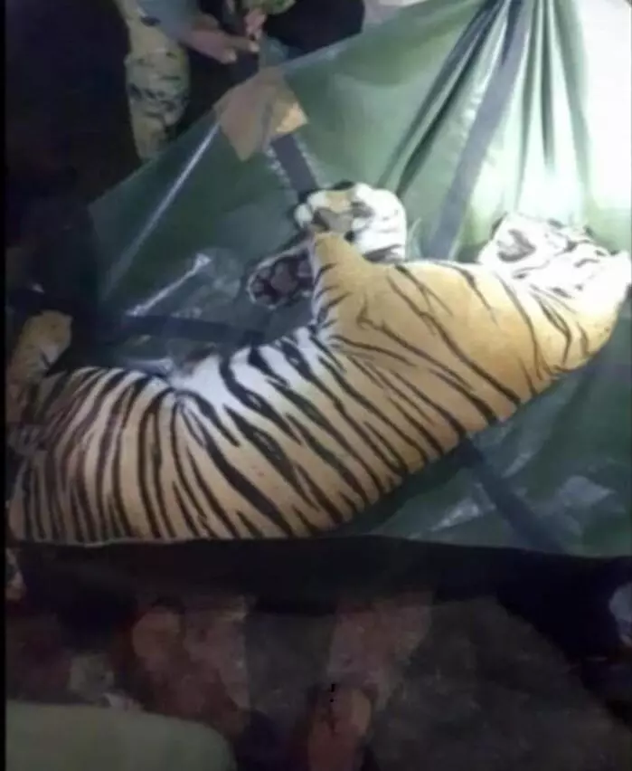 ಬಂಡೀಪುರ | ತಾಯಿ ಸಹಿತ ಮೂರು ಹುಲಿ ಮರಿಗಳನ್ನು ಸೆರೆ ಹಿಡಿದ ಅರಣ್ಯ ಇಲಾಖೆ