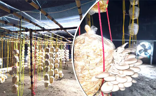 ಅಣಬೆ ಬೇಸಾಯದಲ್ಲೂ ಸೈ ಎನಿಸಿಕೊಂಡ ಇಂಜಿನಿಯರ್ ಸುಹಾಸ್