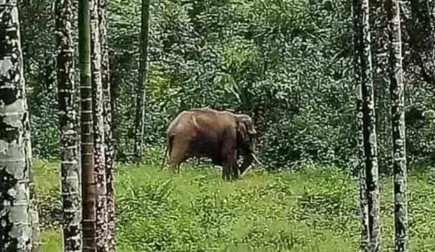 ವಿರಾಜಪೇಟೆ | ಕಾಡಾನೆ ದಾಳಿಗೆ ಕಾರ್ಮಿಕ ಬಲಿ