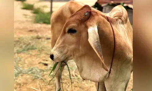 ಜಾನುವಾರು ಸಾಕಣೆ ಅಪರಾಧವೆ?