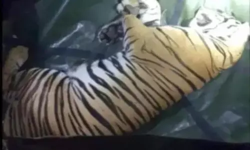 ಬಂಡೀಪುರ | ತಾಯಿ ಸಹಿತ ಮೂರು ಹುಲಿ ಮರಿಗಳನ್ನು ಸೆರೆ ಹಿಡಿದ ಅರಣ್ಯ ಇಲಾಖೆ