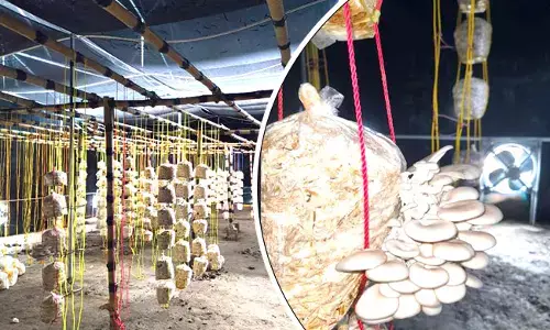 ಅಣಬೆ ಬೇಸಾಯದಲ್ಲೂ ಸೈ ಎನಿಸಿಕೊಂಡ ಇಂಜಿನಿಯರ್ ಸುಹಾಸ್