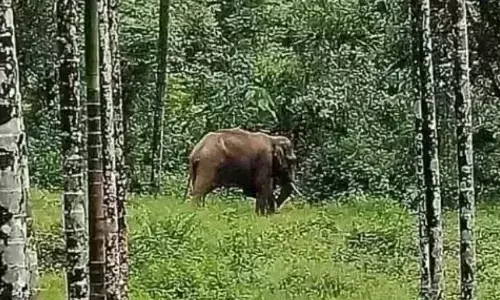 ವಿರಾಜಪೇಟೆ | ಕಾಡಾನೆ ದಾಳಿಗೆ ಕಾರ್ಮಿಕ ಬಲಿ