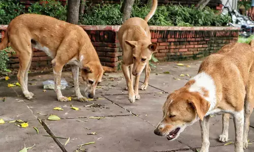 ದಿಲ್ಲಿಯಲ್ಲಿ 2022-24ರ ನಡುವೆ ರೇಬಿಸ್ ಸಾವು ಸಂಭವಿಸಿಲ್ಲ ಎಂಬ ಸರಕಾರದ ಹೇಳಿಕೆ ಅಲ್ಲಗಳೆದ ಆರ್‌ಟಿಐ