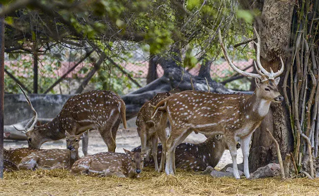 ಬೀದಿ ನಾಯಿಗಳ ದಾಳಿಯಲ್ಲಿ 10 ಜಿಂಕೆಗಳು ಸಾವು : ಹೊಸದಾಗಿ ಉದ್ಘಾಟಿಸಿದ್ದ ವನ್ಯಜೀವಿ ಧಾಮ ಮುಚ್ಚಿದ ಕೇರಳ ಸರಕಾರ
