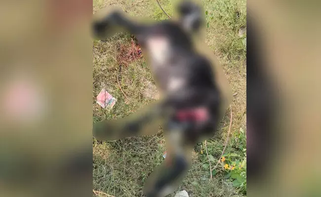 Raichur | ಗೊರೆಬಾಳದಲ್ಲಿ ಬೀದಿ ನಾಯಿಗಳ ದಾಳಿಗೆ ಮೇಕೆ, ಕೋಳಿ ಬಲಿ