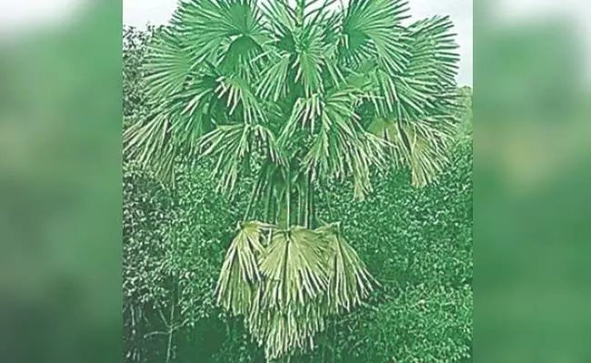 ಬ್ರಹ್ಮಾವರ: ತಾಳೆಮರದಿಂದ ಬಿದ್ದು ವ್ಯಕ್ತಿ ಸಾವು