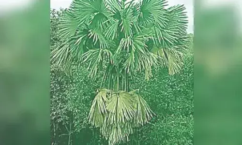 ಬ್ರಹ್ಮಾವರ: ತಾಳೆಮರದಿಂದ ಬಿದ್ದು ವ್ಯಕ್ತಿ ಸಾವು