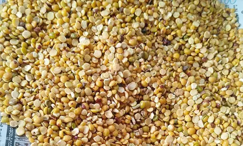 ಹುಳ ತಿಂದ ತೊಗರಿ ಪೂರೈಕೆ: ಬಡ ಮಕ್ಕಳ ಆರೋಗ್ಯದೊಂದಿಗೆ ಆಟ