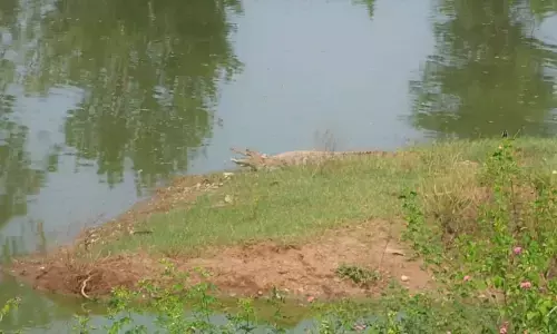 ಚಾಮರಾಜನಗರ | ಕೆರೆಯಲ್ಲಿ ಎರಡು ಮೊಸಳೆಗಳು ಪತ್ತೆ