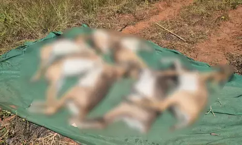 ಬೆಳಗಾವಿ | ರಾಣಿ ಚೆನ್ನಮ್ಮ ಮೃಗಾಲಯದಲ್ಲಿ 28 ಕೃಷ್ಣಮೃಗಗಳ ಅನುಮಾನಾಸ್ಪದ ಸಾವು