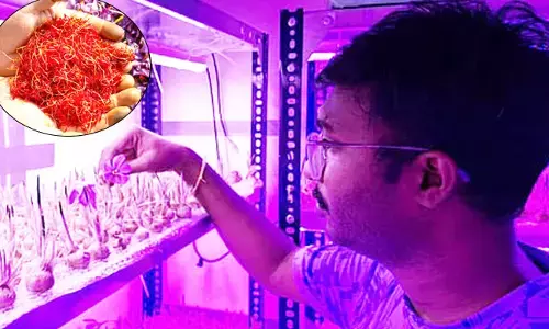 ಬಯಲುಸೀಮೆಯಲ್ಲಿ ಅರಳಿದ ಕಾಶ್ಮೀರ ಕೇಸರಿ