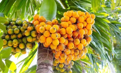 ಅಡಿಕೆಯಿಂದ ವೈನ್ ತಯಾರಿಸುತ್ತಿರುವ ಶಿವಮೊಗ್ಗ ಮೂಲದ ಮಹಿಳೆ