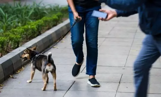 Bengaluru | ನಾಯಿಯನ್ನು ಮುದ್ದಿಸುವ ನೆಪದಲ್ಲಿ ಯುವತಿಗೆ ಲೈಂಗಿಕ ಕಿರುಕುಳ: ಪ್ರಕರಣ ದಾಖಲು