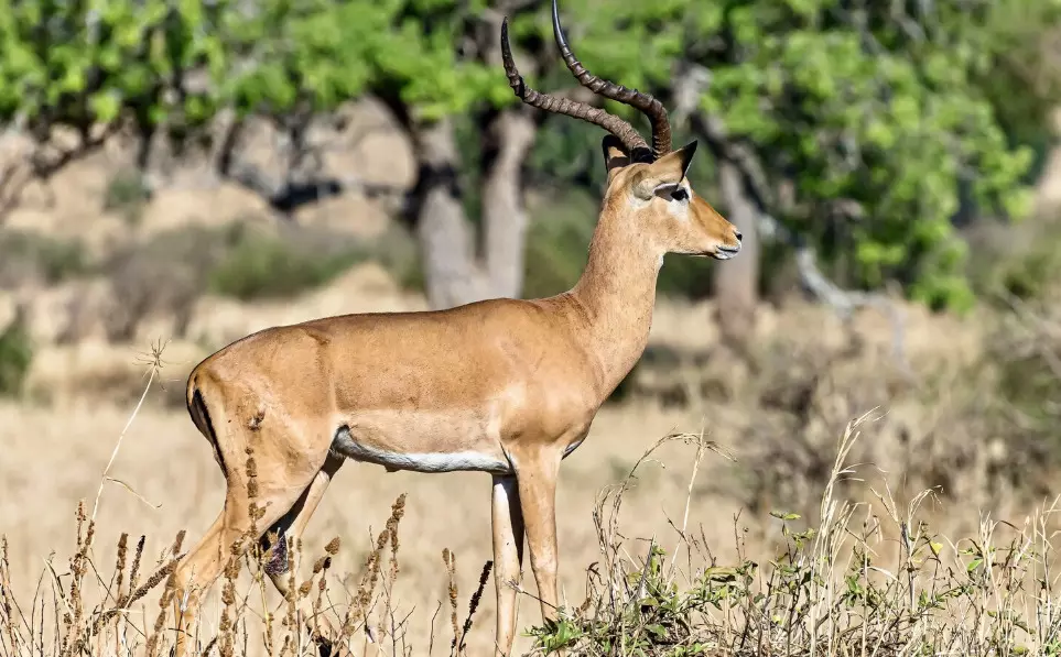 Belagavi | ಮತ್ತೊಂದು ಕೃಷ್ಣಮೃಗ ಸಾವು; ರಾಣಿ ಚೆನ್ನಮ್ಮ ಕಿರು ಮೃಗಾಲಯದಲ್ಲಿ ಸಾವಿನ ಸಂಖ್ಯೆ 31ಕ್ಕೆ ಏರಿಕೆ Belagavi | ಮತ್ತೊಂದು ಕೃಷ್ಣಮೃಗ ಸಾವು; ರಾಣಿ ಚೆನ್ನಮ್ಮ ಕಿರು ಮೃಗಾಲಯದಲ್ಲಿ ಸಾವಿನ ಸಂಖ್ಯೆ 31ಕ್ಕೆ ಏರಿಕೆ