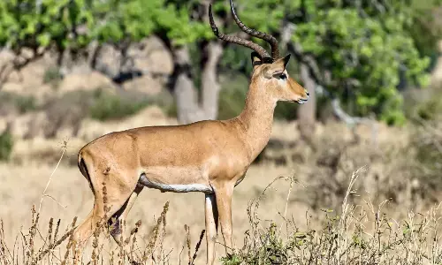 Belagavi | ಮತ್ತೊಂದು ಕೃಷ್ಣಮೃಗ ಸಾವು; ರಾಣಿ ಚೆನ್ನಮ್ಮ ಕಿರು ಮೃಗಾಲಯದಲ್ಲಿ ಸಾವಿನ ಸಂಖ್ಯೆ 31ಕ್ಕೆ ಏರಿಕೆ