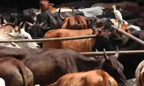 ಉತ್ತರಾಖಂಡ | ದನದ ಕರುವಿನ ರುಂಡ ಪತ್ತೆ ವದಂತಿ; ಗುಂಪಿನಿಂದ ಅಂಗಡಿಗಳ ಧ್ವಂಸ