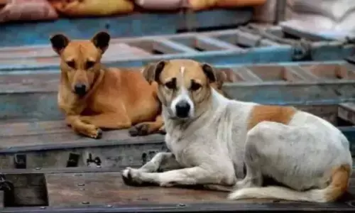ಬೀದಿ ನಾಯಿ ದಾಳಿಯಿಂದ ವ್ಯಕ್ತಿ ಮೃತಪಟ್ಟರೆ  5 ಲಕ್ಷ ರೂ. ಪರಿಹಾರ : ರಾಜ್ಯ ಸರಕಾರ ಆದೇಶ