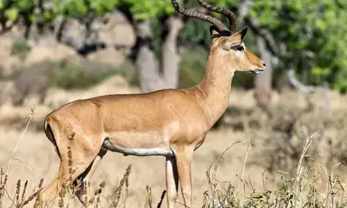 Belagavi | ಮೃಗಾಲಯದಲ್ಲಿ ಕೃಷ್ಣಮೃಗಗಳ ಸಾವಿಗೆ ಕಾರಣ ತಿಳಿಸಿದ ಡಿಸಿಎಫ್