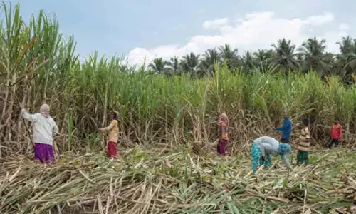 ದರ ನಿಗದಿಯಲ್ಲಿ ಕಲಬುರಗಿ ಕಬ್ಬು ಬೆಳೆಗಾರರಿಗೆ ಅನ್ಯಾಯ
