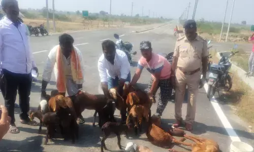 ಯಾದಗಿರಿ | ಕಾರು ಢಿಕ್ಕಿಯಾಗಿ 12 ಕುರಿಗಳು ಸಾವು