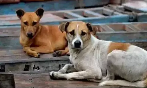 ಮಂಗಳೂರು | ಬೀದಿ ನಾಯಿಗಳ ಹಾವಳಿ : ಕಟ್ಟುನಿಟ್ಟಿನ ಕ್ರಮಕ್ಕೆ ಡಿಸಿ ಸೂಚನೆ
