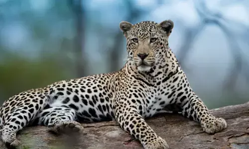 ಬನ್ನೇರುಘಟ್ಟ ಜೈವಿಕ ಉದ್ಯಾನವನಲ್ಲಿ ಚಿರತೆ ಸಾವು!