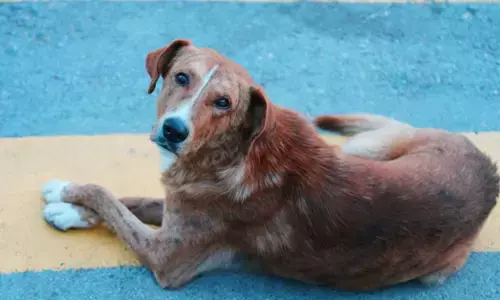 ಮಧ್ಯಪ್ರದೇಶ | ಖಾಂಡ್ವಾ ಸರಕಾರಿ ಆಸ್ಪತ್ರೆಯ ಹಾಸಿಗೆಗಳ ಮೇಲೆ ಮಲಗಿದ್ದ ನಾಯಿ: ಉದ್ಯೋಗಿ ವಜಾ