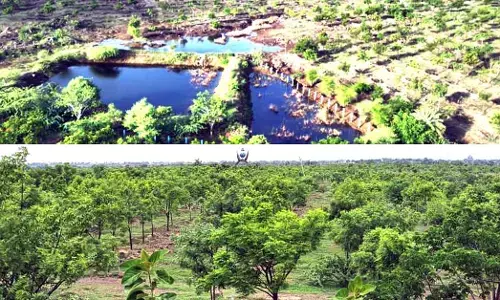 ಬರಡು ಭೂಮಿಯಾಗಿದ್ದ ಕರಾಡದೊಡ್ಡಿಯಲ್ಲೀಗ ಹಸಿರ ವೈಭವ