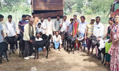 ಯಾದಗಿರಿ | ಎಪಿಡಿ ಸಂಸ್ಥೆಯಿಂದ ಮೇಕೆಗಳ ವಿತರಣೆ