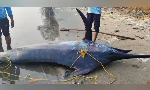 ಮಲ್ಪೆ | ಮೀನುಗಾರರ ಬಲೆಗೆ ಬಿದ್ದ 350 ಕೆ.ಜಿ ತೂಕದ ಮಡಲು ಮೀನು!