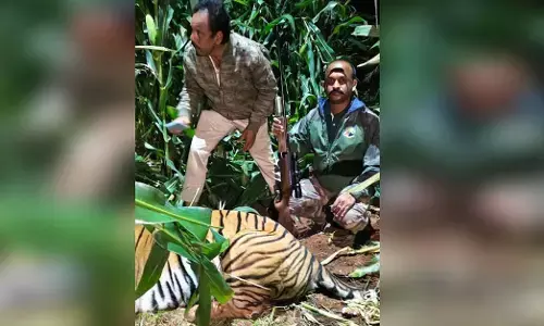 ಹುಣಸೂರು‌ | ಜಮೀನಿನಲ್ಲಿ ಅಡಗಿ ಕುಳಿತಿದ್ದ ಹುಲಿ ಸೆರೆ: ನಿಟ್ಟುಸಿರು ಬಿಟ್ಟ ಗೌಡನಕಟ್ಟೆ ಗ್ರಾಮಸ್ಥರು