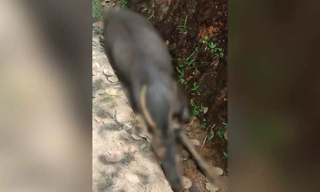 ಸುಳ್ಯ | ಗುಂಡೇಟು ತಗಲಿದ ಕಡವೆಯ ಕಳೇಬರ ಪತ್ತೆ