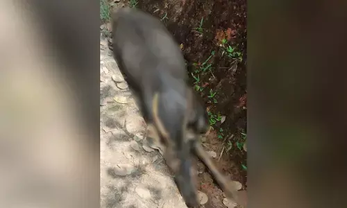 ಸುಳ್ಯ | ಗುಂಡೇಟು ತಗಲಿದ ಕಡವೆಯ ಕಳೇಬರ ಪತ್ತೆ