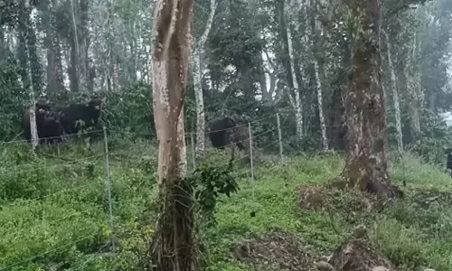 Hassan | ಕಡೆಗರ್ಜೆ ಸುತ್ತಮುತ್ತ ಕಾಡುಕೋಣಗಳ ಹಿಂಡು ಪ್ರತ್ಯಕ್ಷ; ವೀಡಿಯೊ ಸೆರೆ