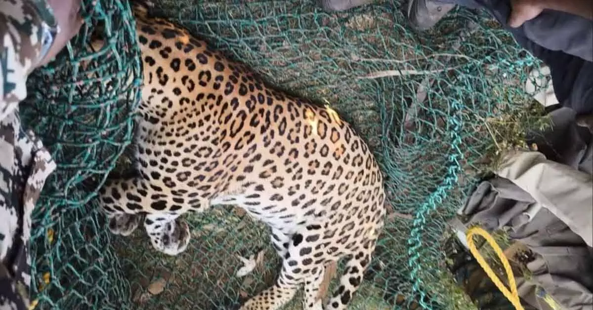 ತರೀಕೆರೆ | ಬಾಲಕಿಯನ್ನು ಬಲಿ ಪಡೆದಿದ್ದ ಚಿರತೆ ಅರಣ್ಯ ಸಿಬ್ಬಂದಿಯ ಗುಂಡೇಟಿನಿಂದ ಸಾವು ತರೀಕೆರೆ | ಬಾಲಕಿಯನ್ನು ಬಲಿ ಪಡೆದಿದ್ದ ಚಿರತೆ ಅರಣ್ಯ ಸಿಬ್ಬಂದಿಯ ಗುಂಡೇಟಿನಿಂದ ಸಾವು