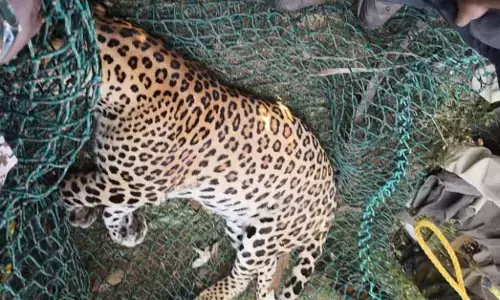 ತರೀಕೆರೆ | ಬಾಲಕಿಯನ್ನು ಬಲಿ ಪಡೆದಿದ್ದ ಚಿರತೆ ಅರಣ್ಯ ಸಿಬ್ಬಂದಿಯ ಗುಂಡೇಟಿನಿಂದ ಸಾವು