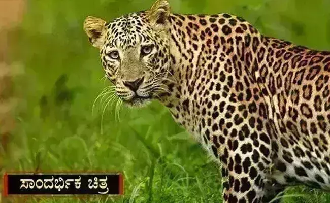 ಯಾದಗಿರಿ| ಚಿರತೆಯ ದಾಳಿಗೆ ಆಕಳು, ಮೇಕೆ ಬಲಿ : ಆತಂಕದಲ್ಲಿ ಗ್ರಾಮಸ್ಥರು