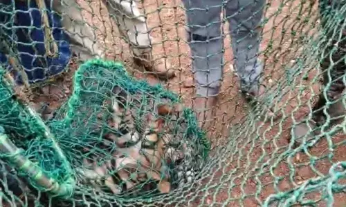 Hunsur | ತಾಯಿ ಹುಲಿ ಸೆರೆಯ ಬಳಿಕ 4 ಮರಿಗಳನ್ನು ರಕ್ಷಿಸಿದ ಅರಣ್ಯ ಇಲಾಖೆ