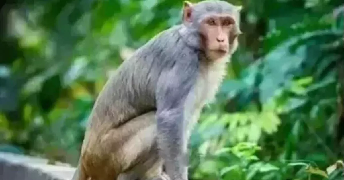 ಶಿವಮೊಗ್ಗ: ಹೊಸನಗರದಲ್ಲಿ ಮಂಗನ‌ ಕಾಯಿಲೆ ಪ್ರಕರಣ ಪತ್ತೆ