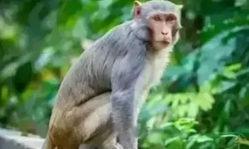 ಶಿವಮೊಗ್ಗ: ಹೊಸನಗರದಲ್ಲಿ ಮಂಗನ‌ ಕಾಯಿಲೆ ಪ್ರಕರಣ ಪತ್ತೆ