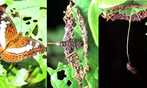 ಕಮಾಂಡರ್ ಚಿಟ್ಟೆಯ ಲಾರ್ವಾದ ಅದ್ಭುತ ರಕ್ಷಣಾತ್ಮಕ ತಂತ್ರ!