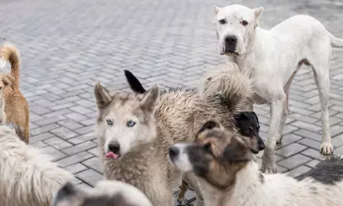 ಶಾಲಾ ಆವರಣದಲ್ಲಿ ಬೀದಿ ನಾಯಿಗಳ ಉಪಟಳ ತಡೆ; ಮಾರ್ಗಸೂಚಿ ಪ್ರಕಟಿಸಿದ ರಾಜ್ಯ ಸರಕಾರ