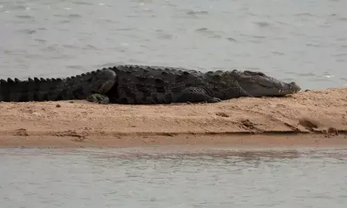 ಮದ್ಲಾಪುರ: ತುಂಗಭದ್ರಾ ನದಿಯಲ್ಲಿ ಮೊಸಳೆ ಪ್ರತ್ಯಕ್ಷ