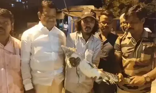 Raichur : ಚರಂಡಿಯೊಳಗೆ ಮೊಸಳೆ ಮರಿ ಪತ್ತೆ